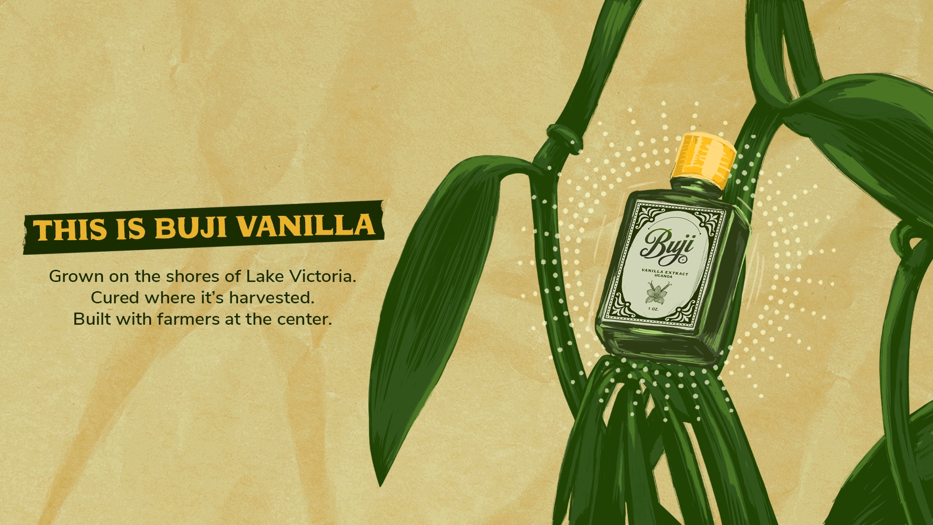 This is Buji Vanilla. Grown on the shores of Lake Victoria, cured where it is harvested, built with farmers at the center.
