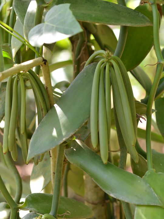 Mulinde Zubairi, Buji vanilla grower