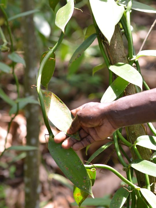 Lubanga Joseph, Buji vanilla grower
