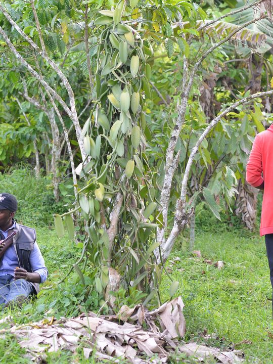 Kayongo Joseph, Buji vanilla grower