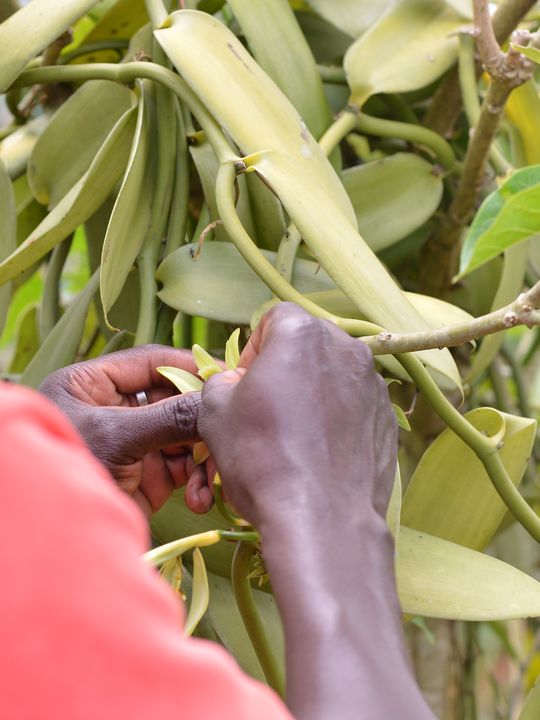 Kikwalo Joseph, Buji vanilla grower