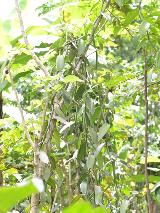 Ssenga Richard, Buji vanilla grower