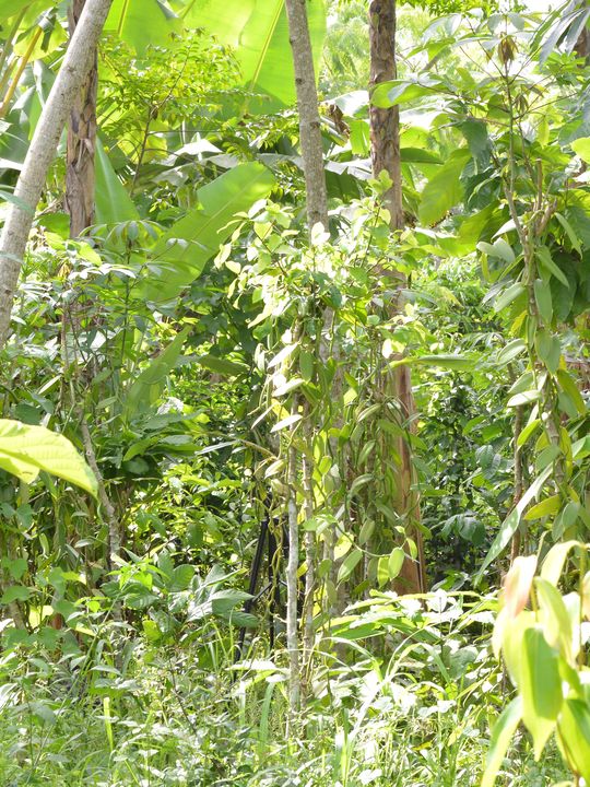 Ssempoojo Edward, Buji vanilla grower
