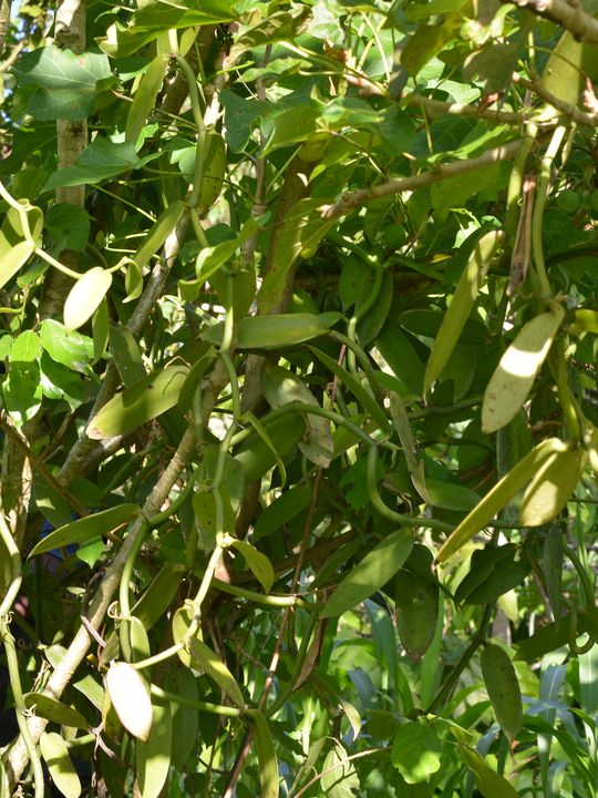 Mayinga William, Buji vanilla grower