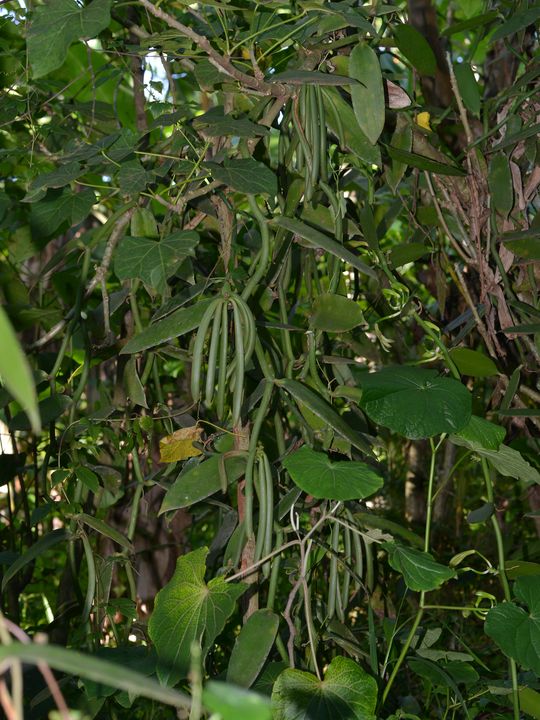 Namuyenga George, Buji vanilla grower